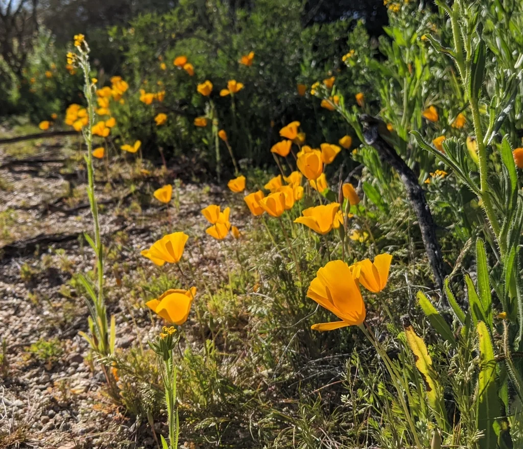 Eschscholzia Mexicana