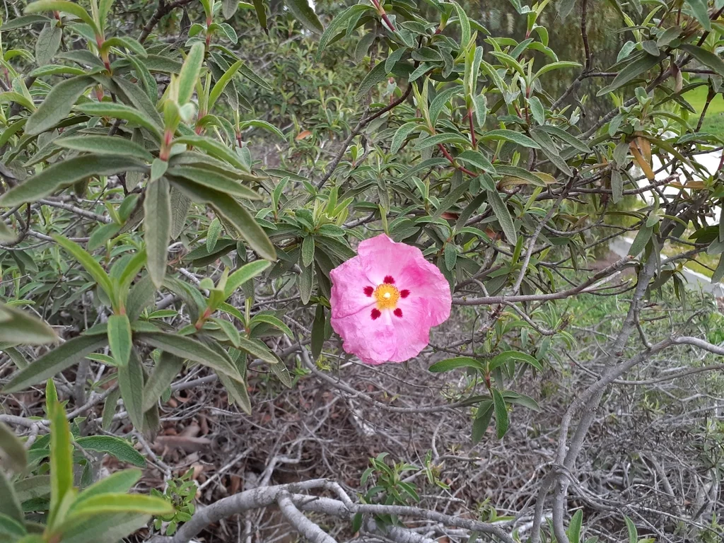 Cistus X Purpureus