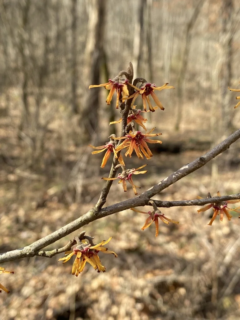 Hamamelis Vernalis