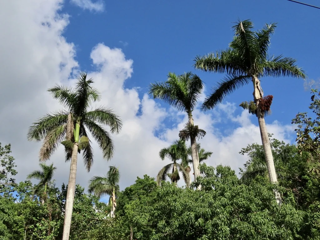 Roystonea Regia