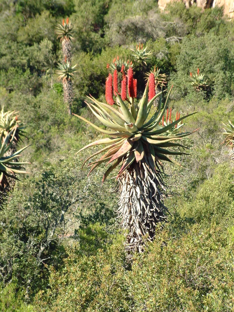 Aloe Ferox