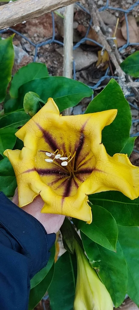 Solandra Maxima