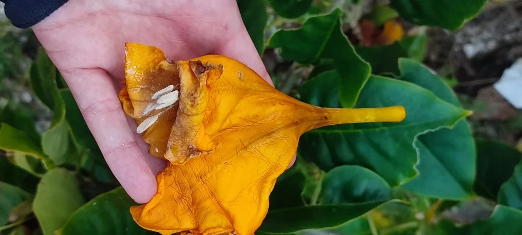 Solandra Maxima