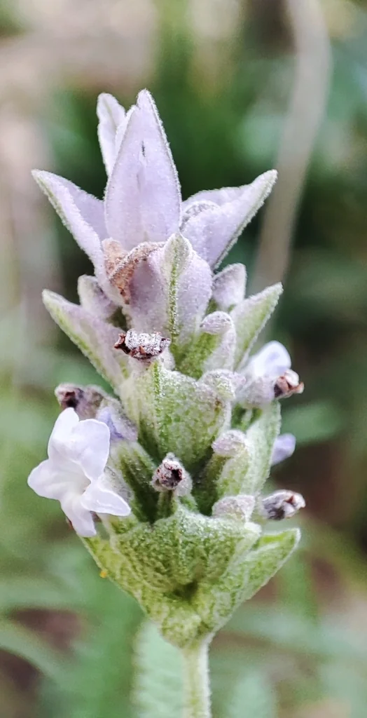 Lavandula Dentata