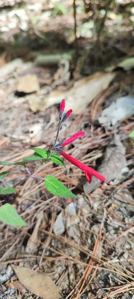 Salvia Elegans