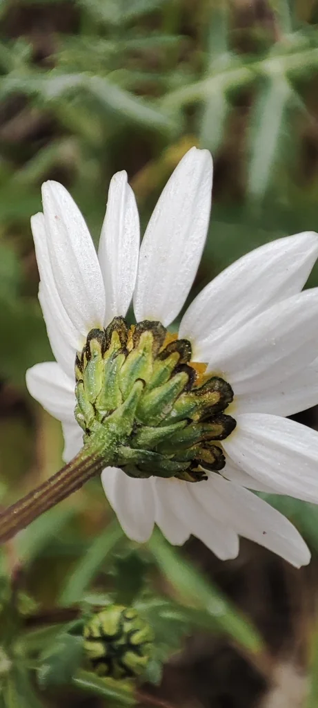 Chrysanthemum Paludosum