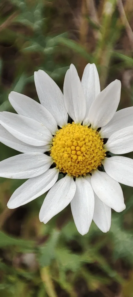 Chrysanthemum Paludosum