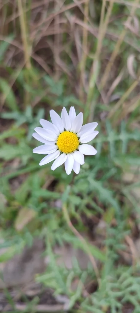 Chrysanthemum Paludosum
