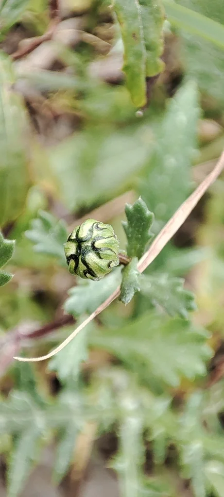 Chrysanthemum Paludosum