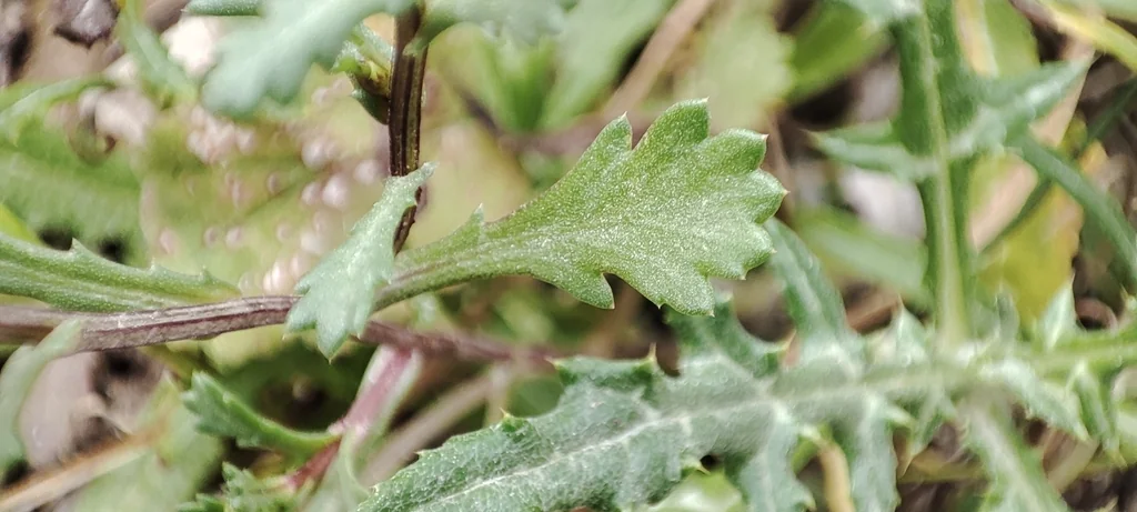 Chrysanthemum Paludosum