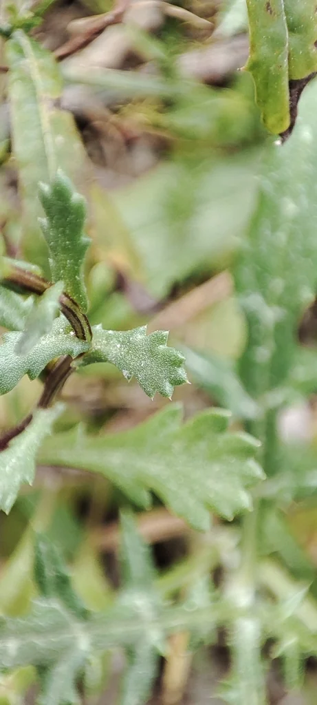 Chrysanthemum Paludosum