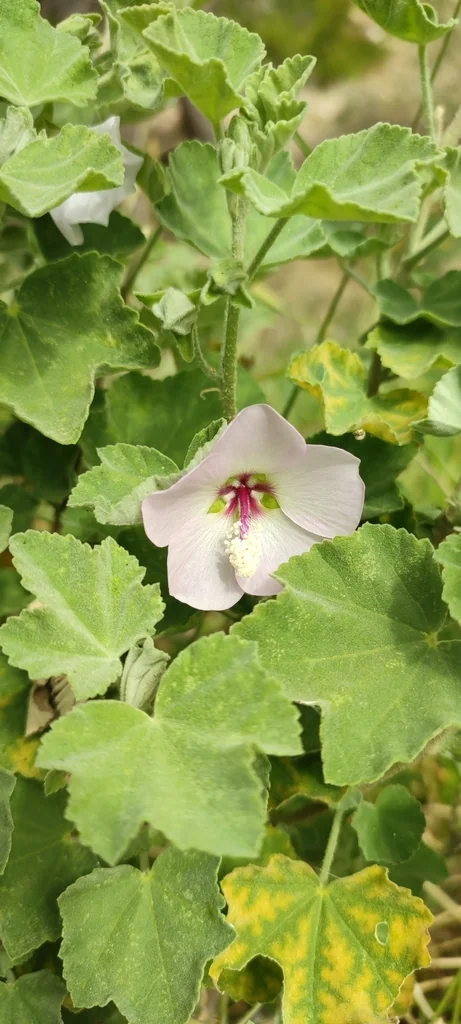 Lavatera Maritima