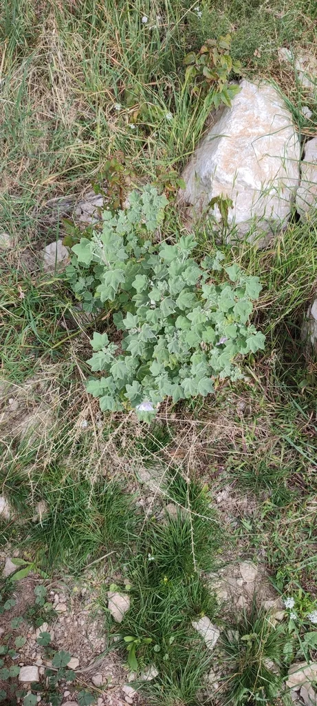 Lavatera Maritima
