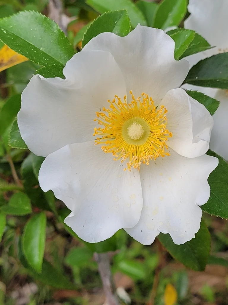 Rosa Laevigata