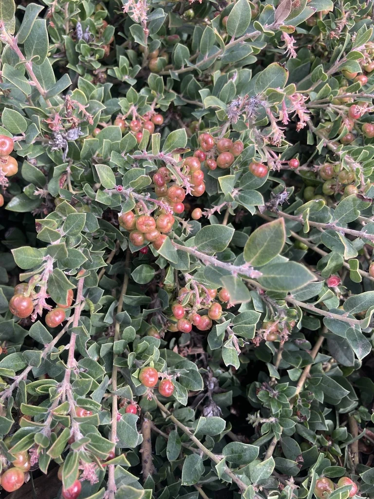 Arctostaphylos Pumila