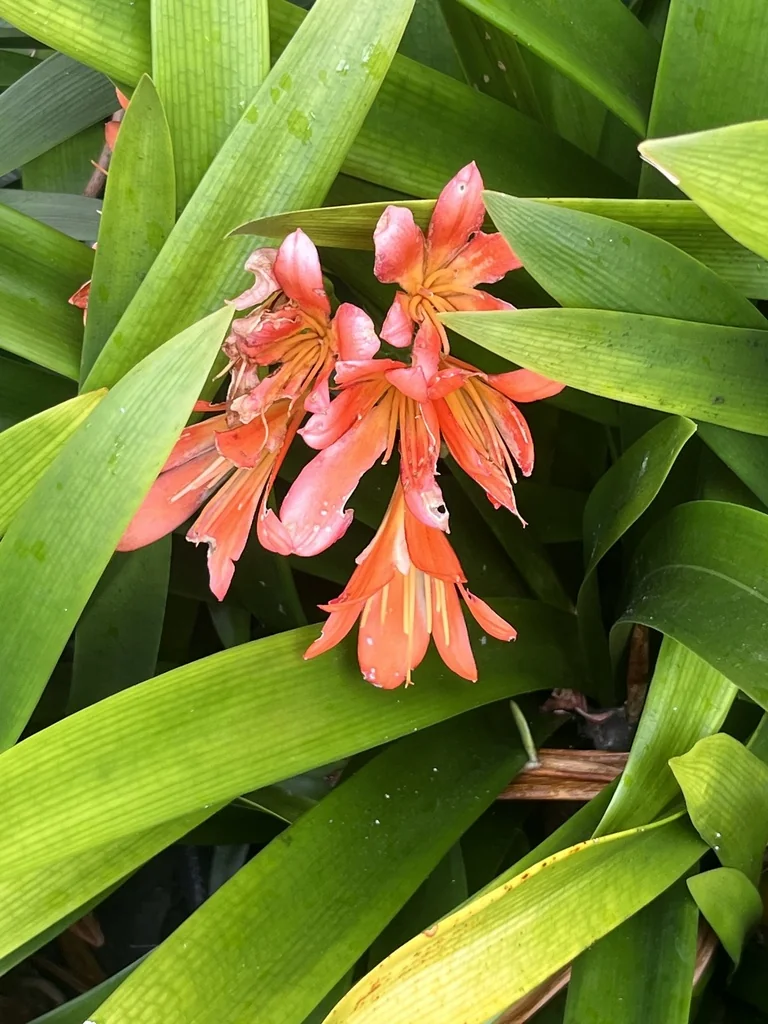 Clivia Miniata