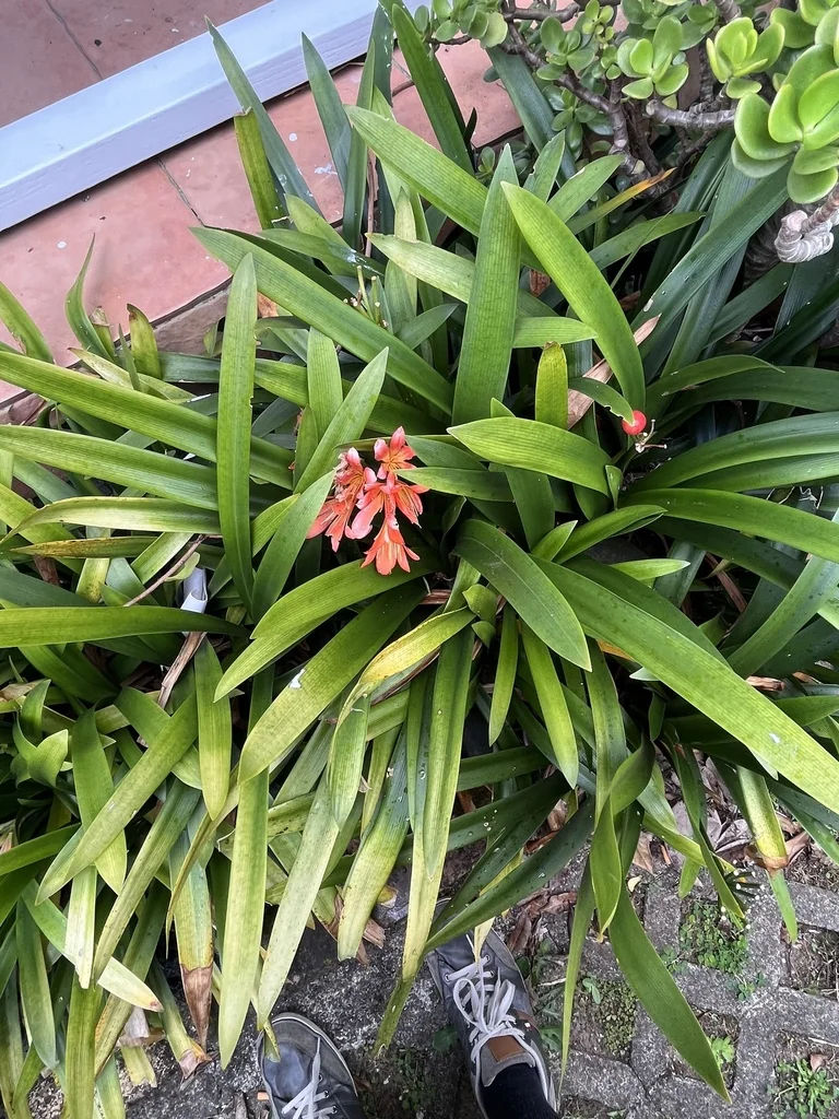 Clivia Miniata