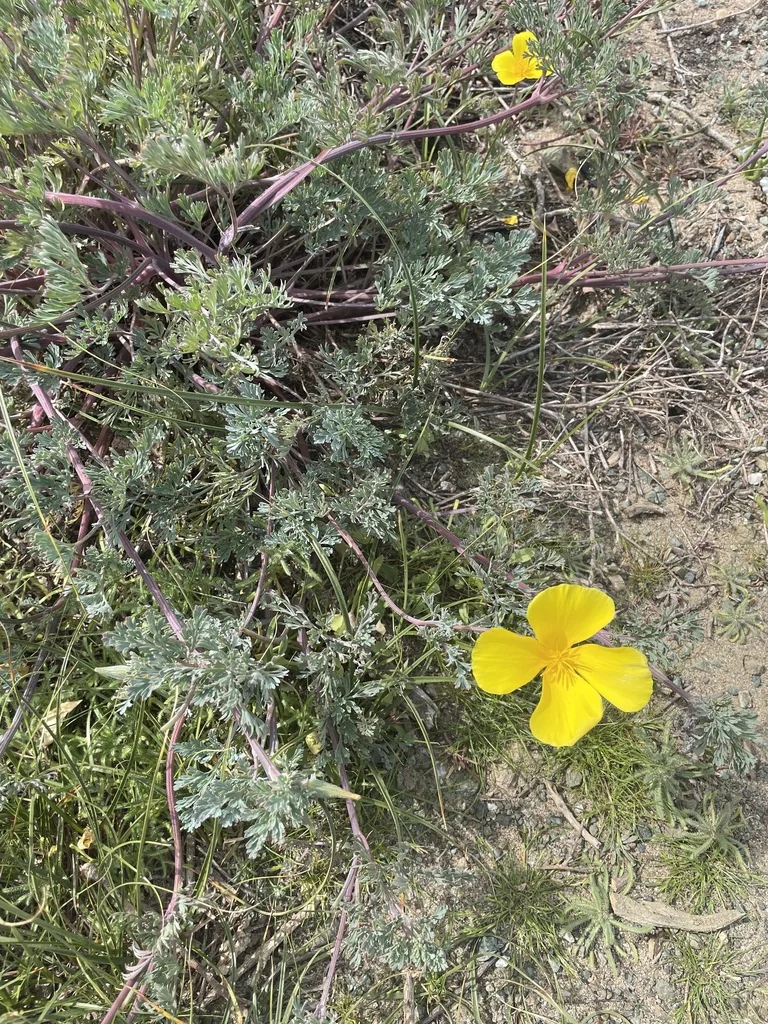 Eschscholzia Californica V. Maritima