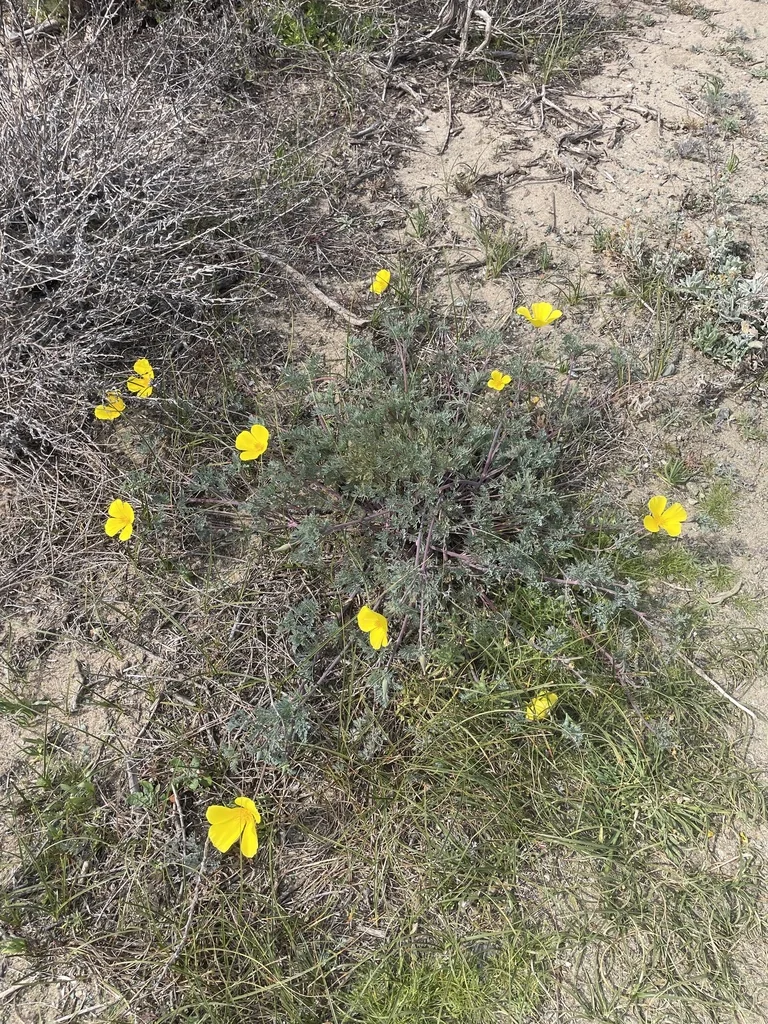 Eschscholzia Californica V. Maritima