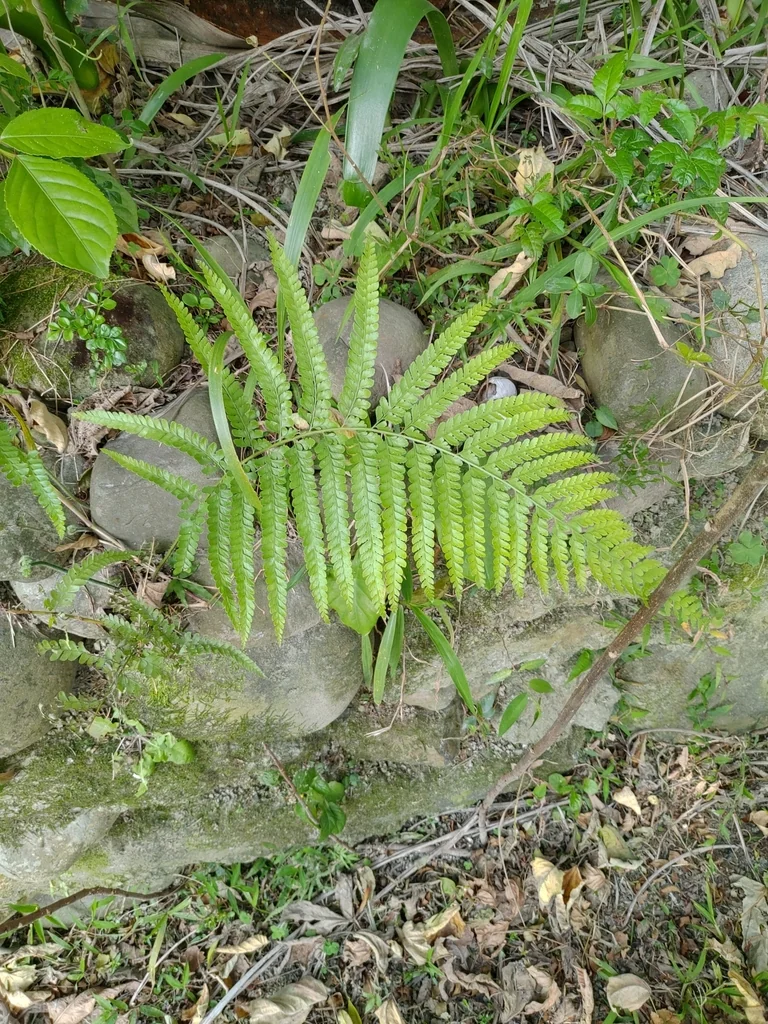 Microlepia Strigosa