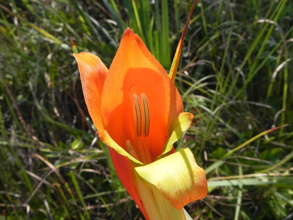 Gladiolus Dalenii