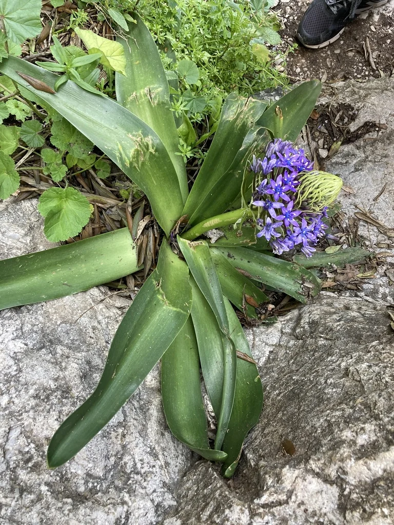 Scilla Peruviana