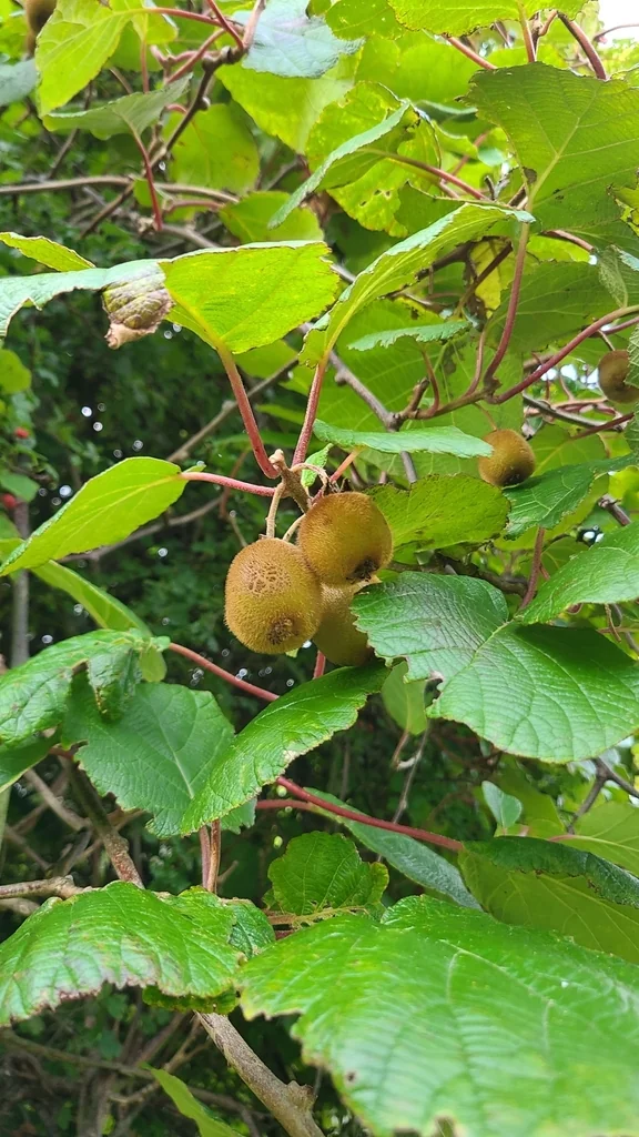 Actinidia Deliciosa