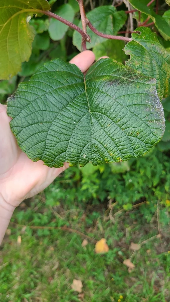 Actinidia Deliciosa