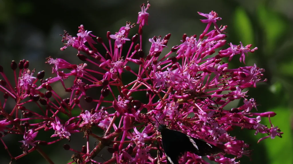 Fuchsia Paniculata