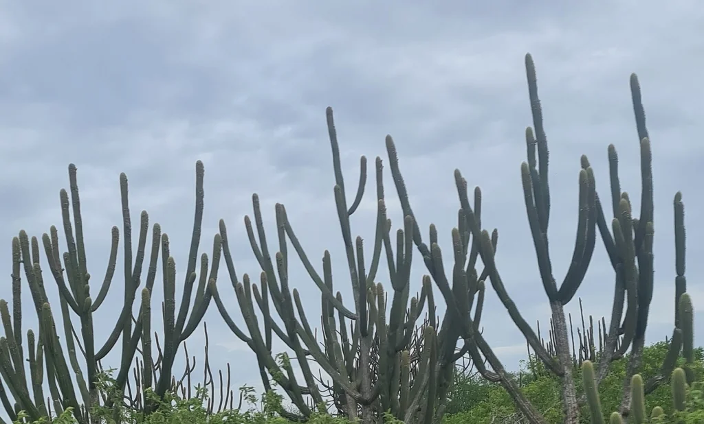 Pilosocereus Azureus