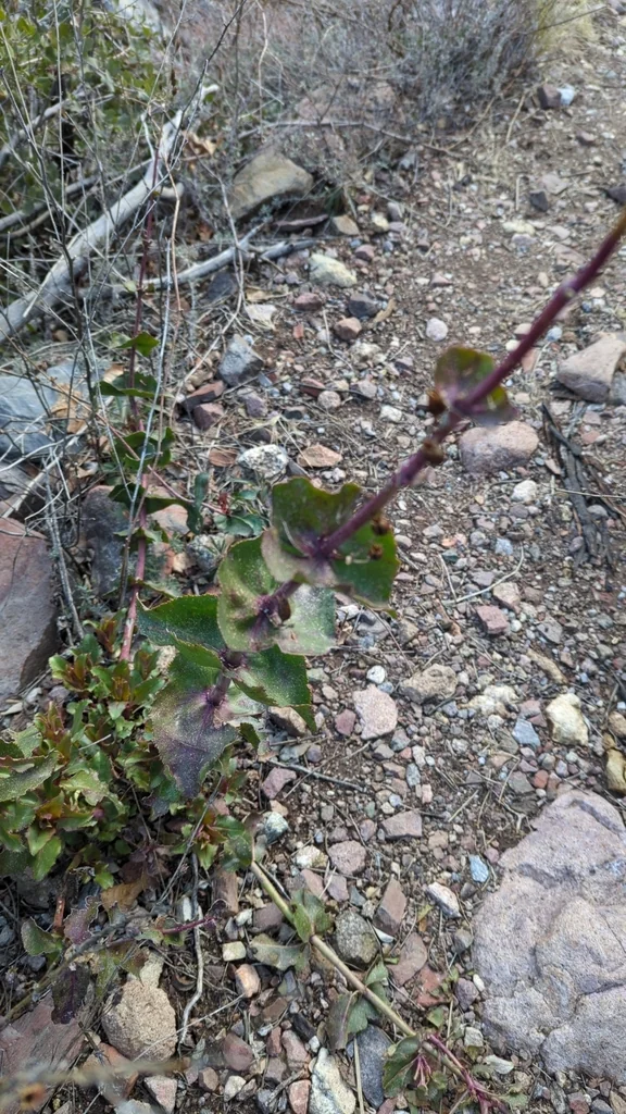 Penstemon Pseudospectabilis