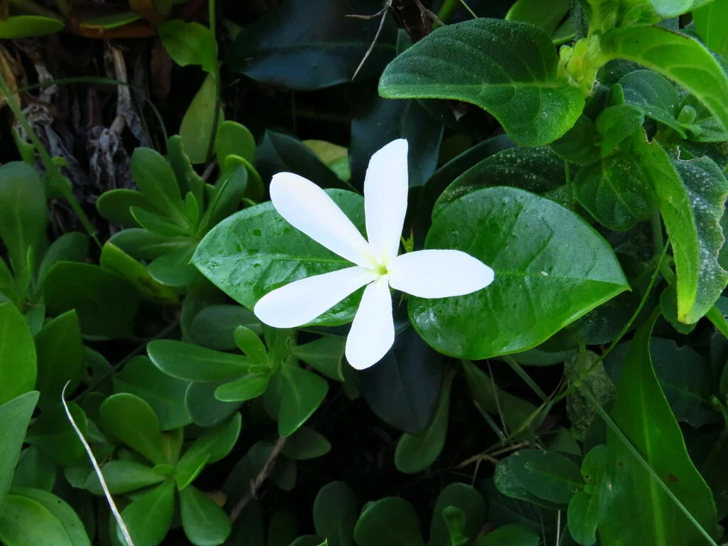 Carissa Macrocarpa
