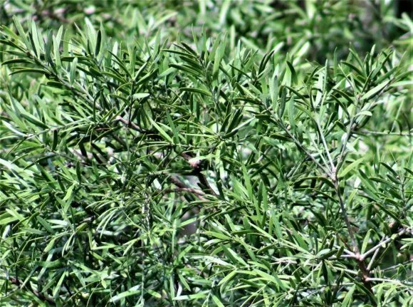 Afrocarpus Falcatus
