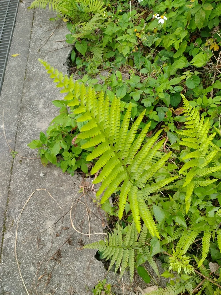 Microlepia Strigosa