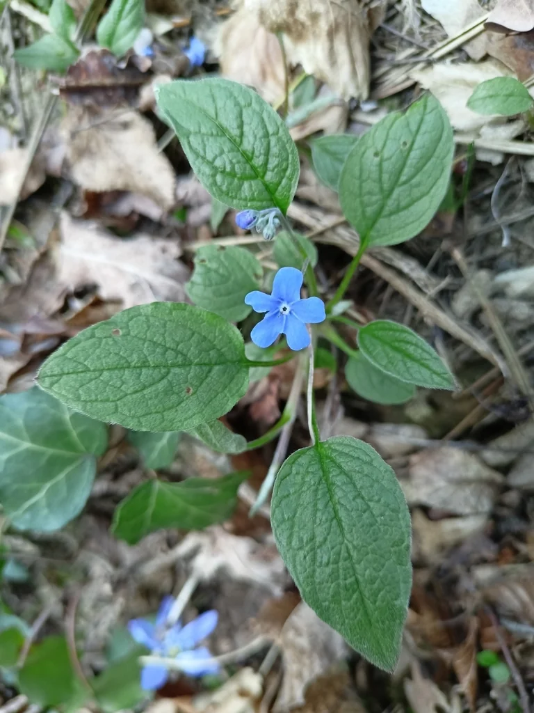 Omphalodes Verna