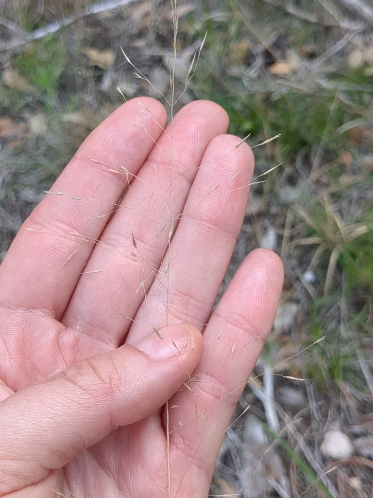 Muhlenbergia Reverchonii