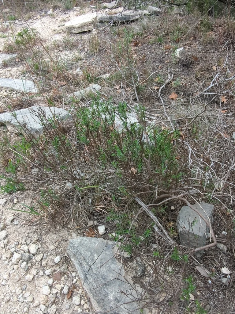 Chrysactinia Mexicana