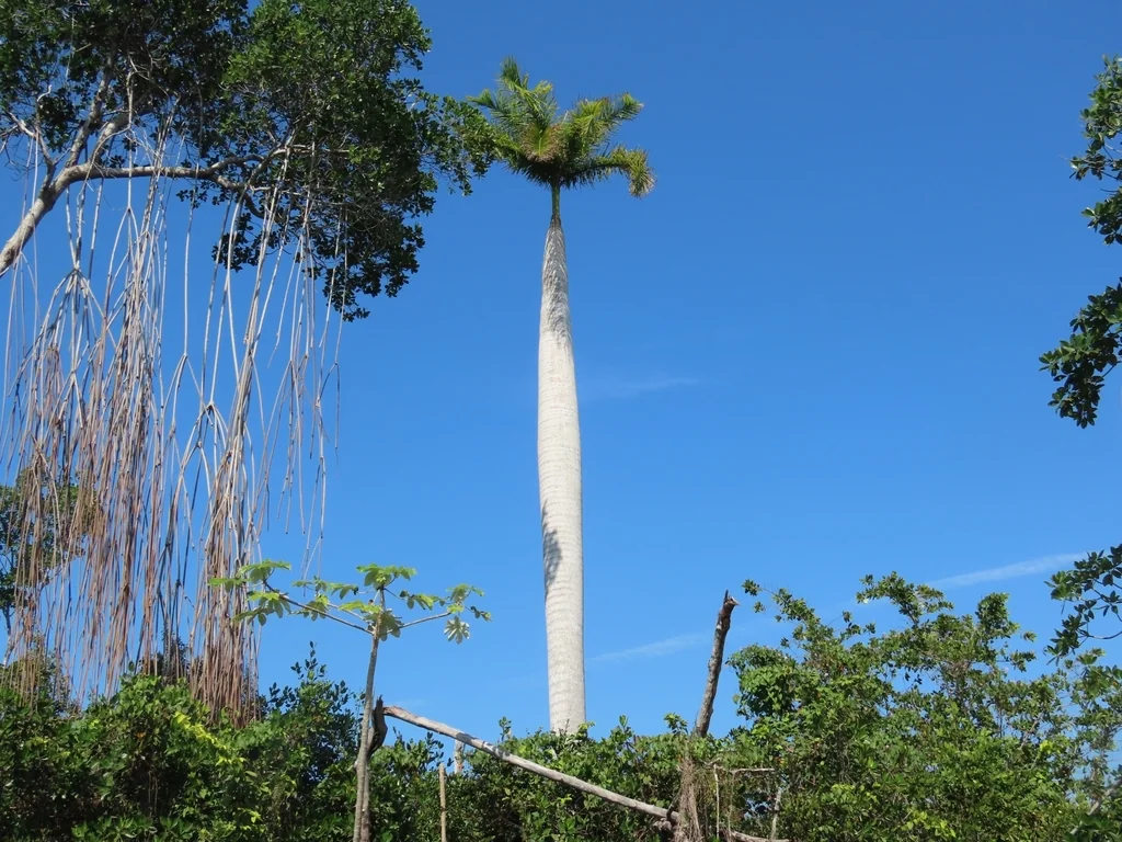 Roystonea Regia