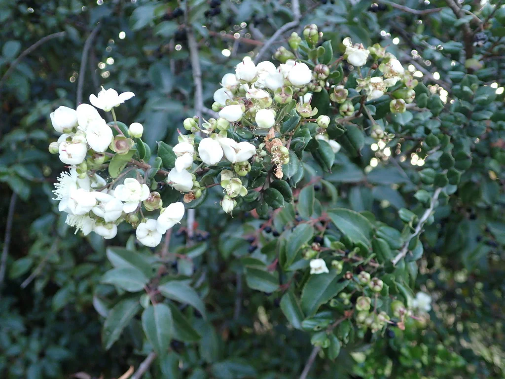 Luma Apiculata