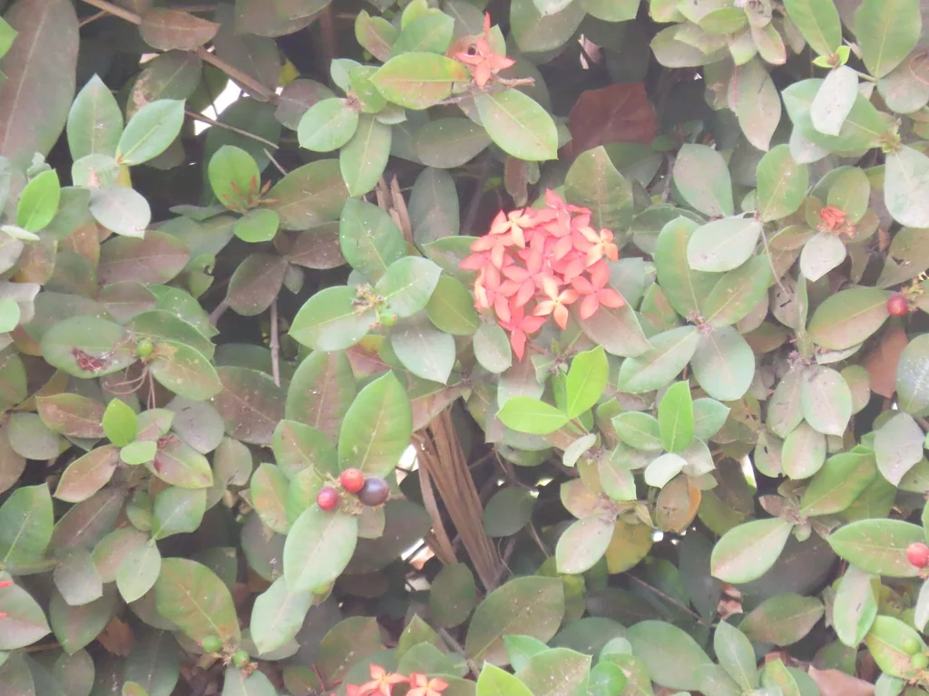 Ixora Coccinea