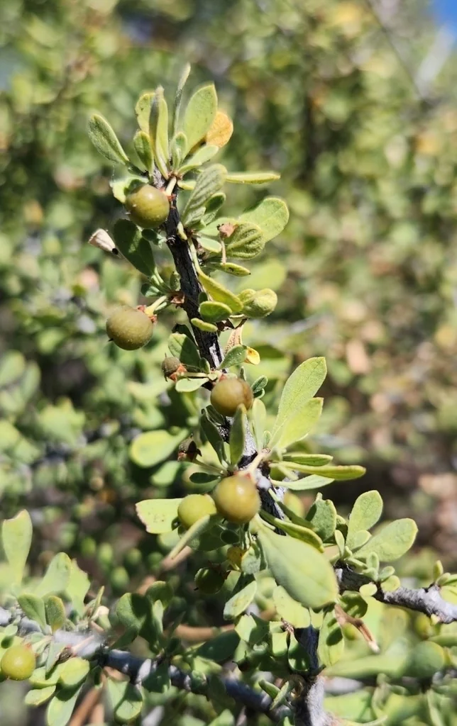 Condalia Globosa