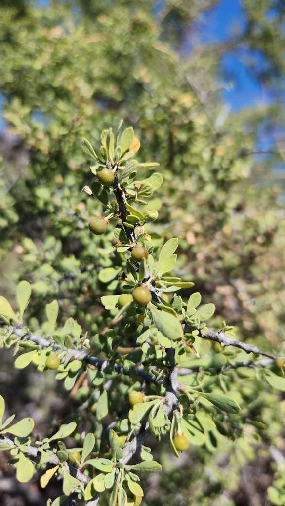 Condalia Globosa