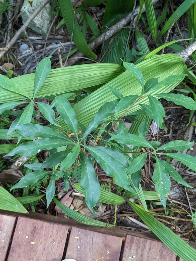 Hymenosporum Flavum