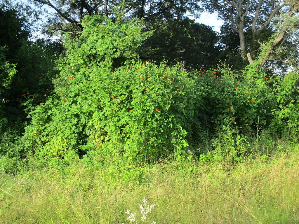 Tithonia Rotundifolia