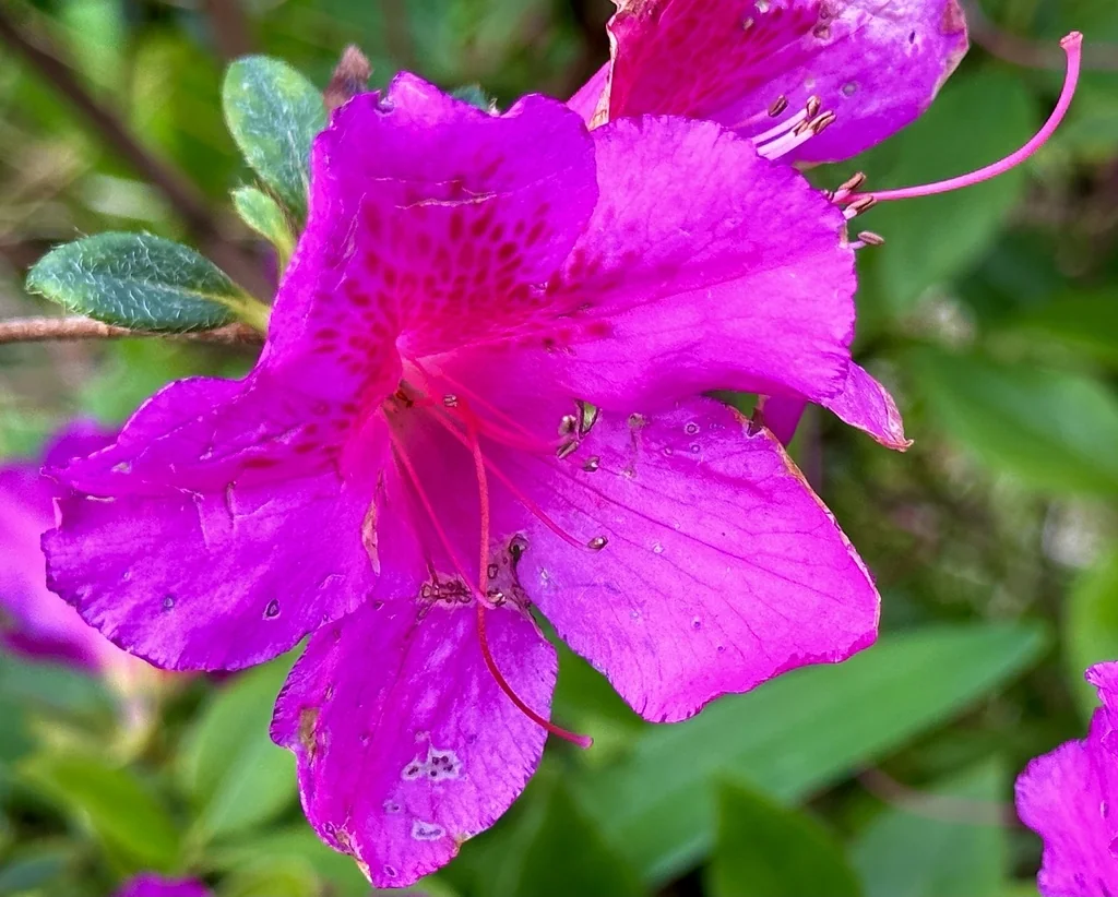 Azalea Indica