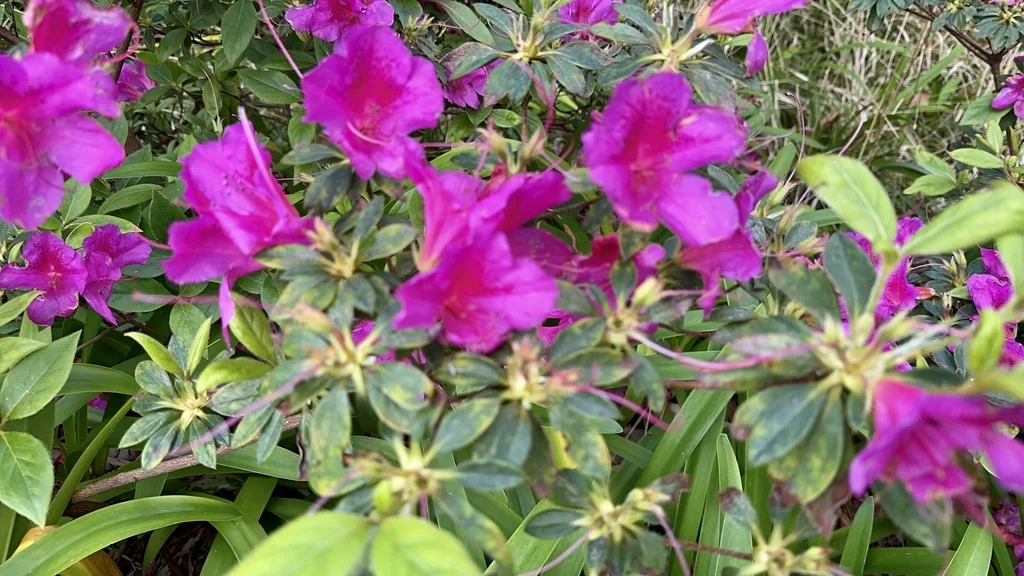 Azalea Indica