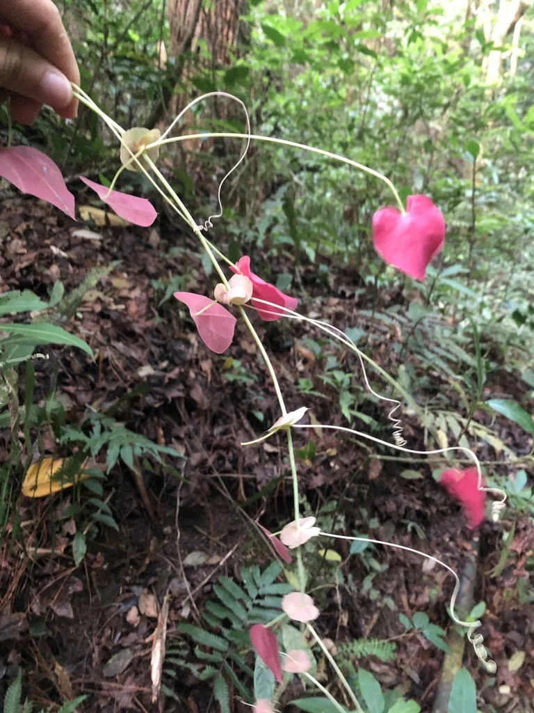 Passiflora Membranacea