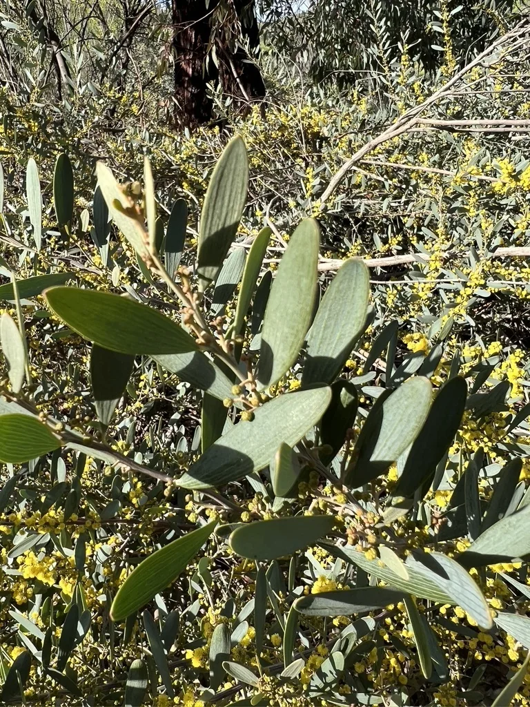 Acacia Redolens