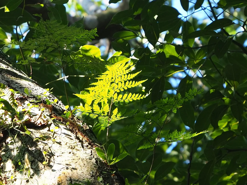 Davallia Trichomanoides