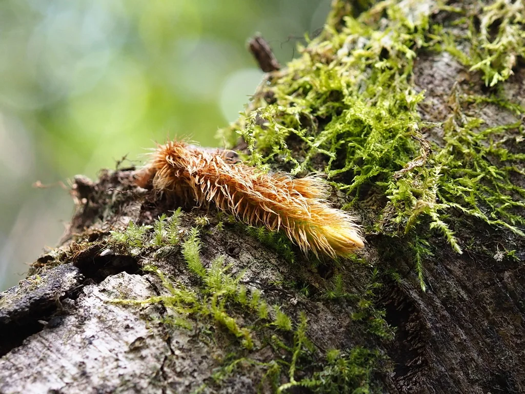 Davallia Trichomanoides